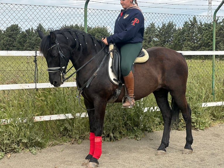 Andalusian Gelding 15 years 15,3 hh Black in Mostoles