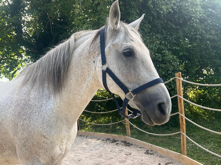 Andalusian Gelding 15 years 16 hh Gray-Fleabitten in Huisseau-sur-Mauves