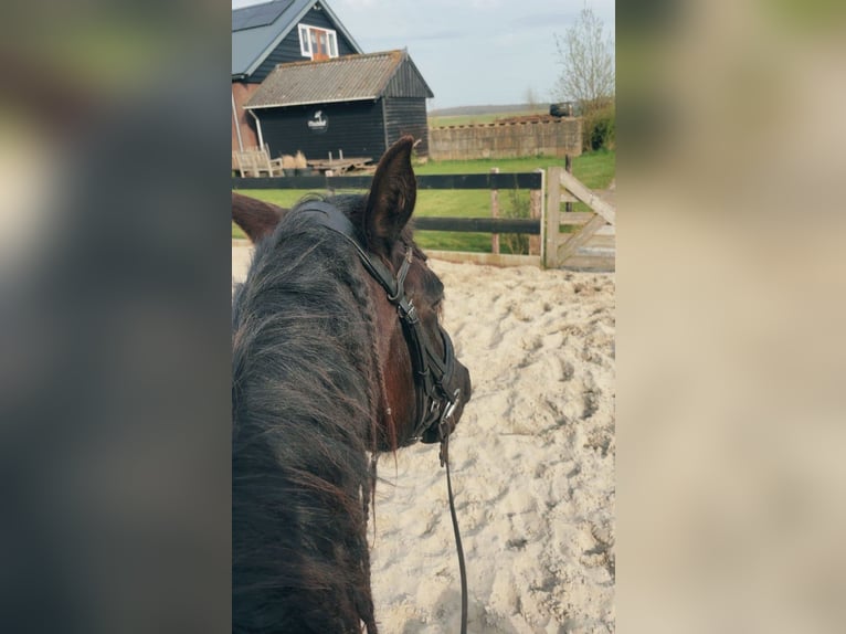 Andalusian Gelding 15 years 16 hh Smoky-Black in Heiloo