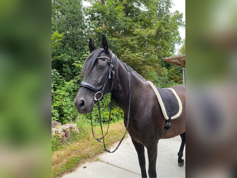 Andalusian Gelding 15 years 16 hh Smoky-Black in Heiloo