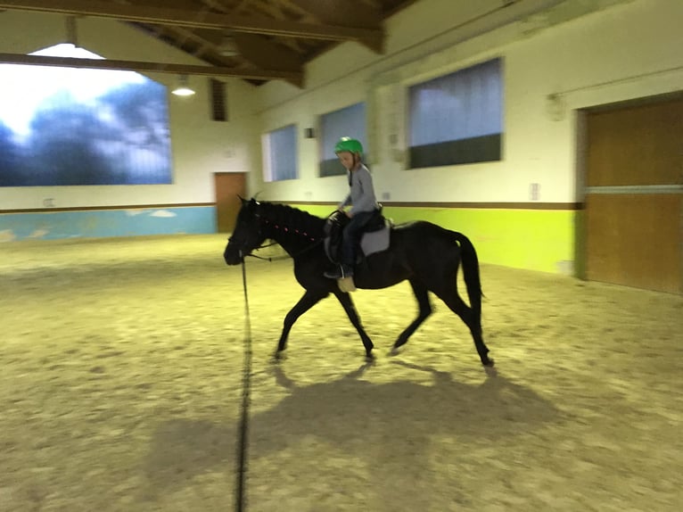 Andalusian Gelding 16 years 14,1 hh Black in Bad Wörishofen