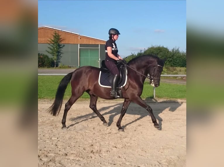Andalusian Gelding 16 years 15,1 hh Black in Montabaur