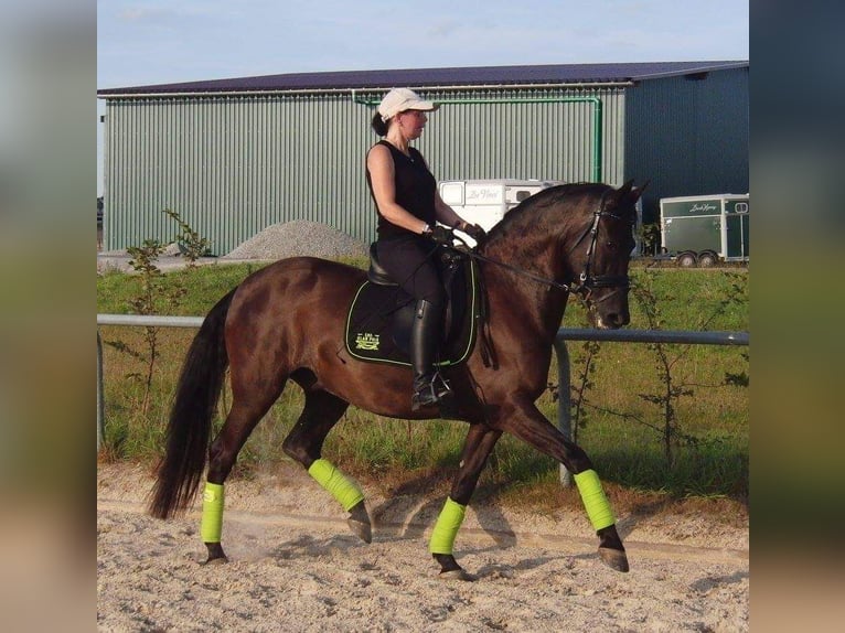 Andalusian Gelding 16 years 15,1 hh Black in Montabaur