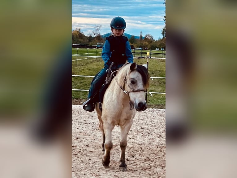 Andalusian Gelding 16 years 15,1 hh Buckskin in Stuttgart