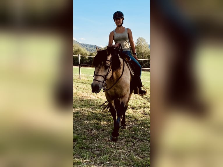 Andalusian Gelding 16 years 15,1 hh Buckskin in Stuttgart