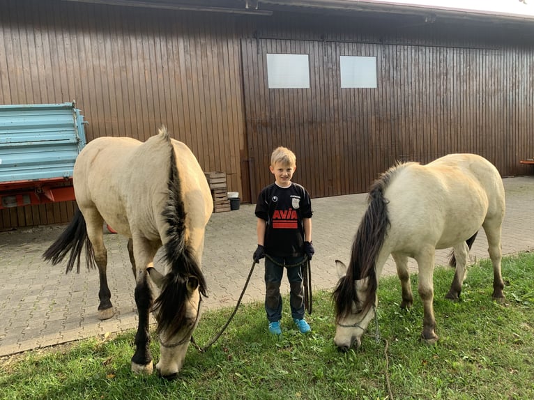 Andalusian Gelding 16 years 15,1 hh Buckskin in Stuttgart