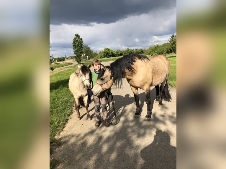 Andalusian Gelding 16 years 15,1 hh Buckskin in Stuttgart