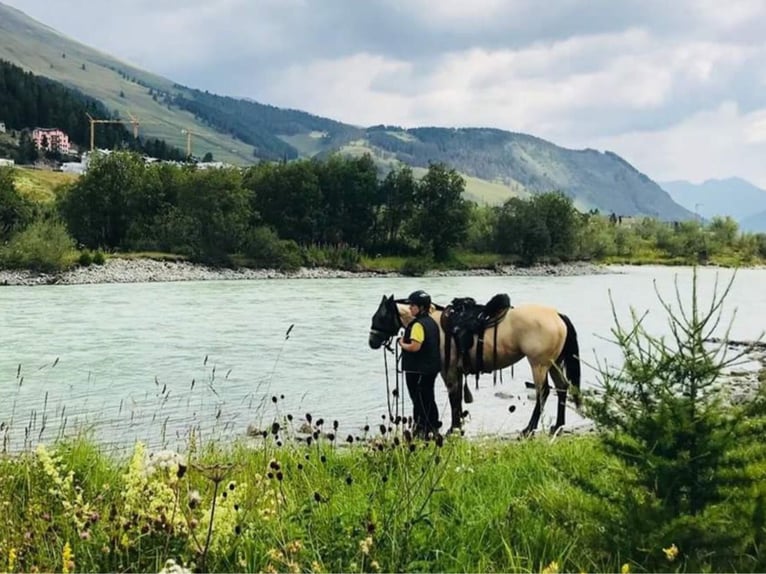 Andalusian Gelding 16 years 15,1 hh Buckskin in Stuttgart