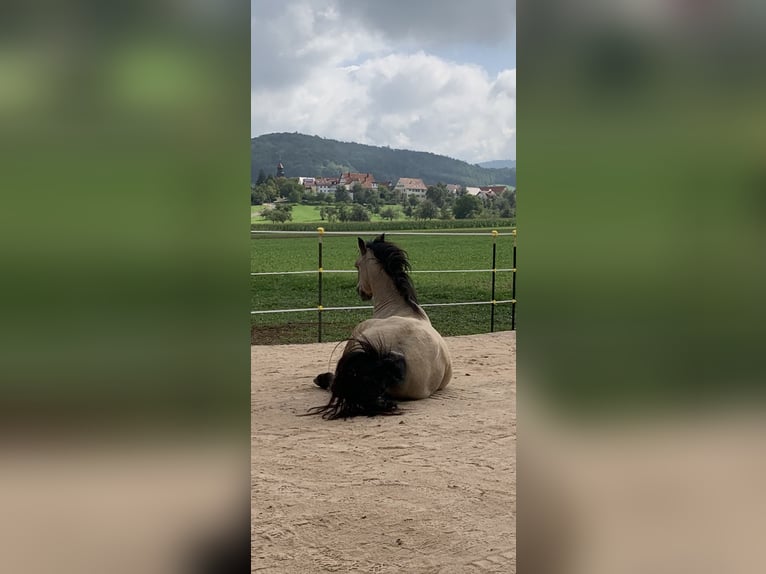 Andalusian Gelding 16 years 15,1 hh Buckskin in Stuttgart