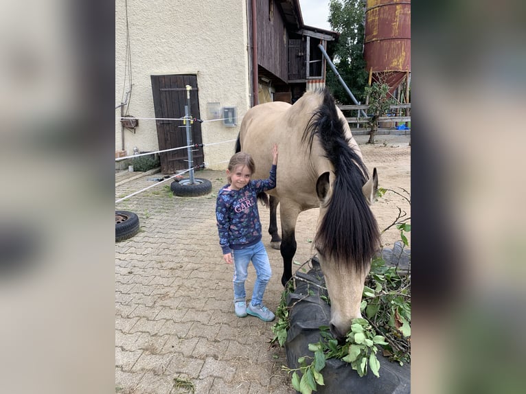 Andalusian Gelding 16 years 15,1 hh Buckskin in Stuttgart