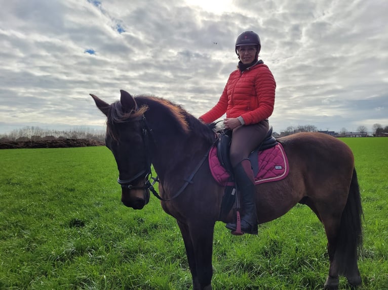 Andalusian Gelding 16 years 15.2 hh Bay-Dark in Jabbeke