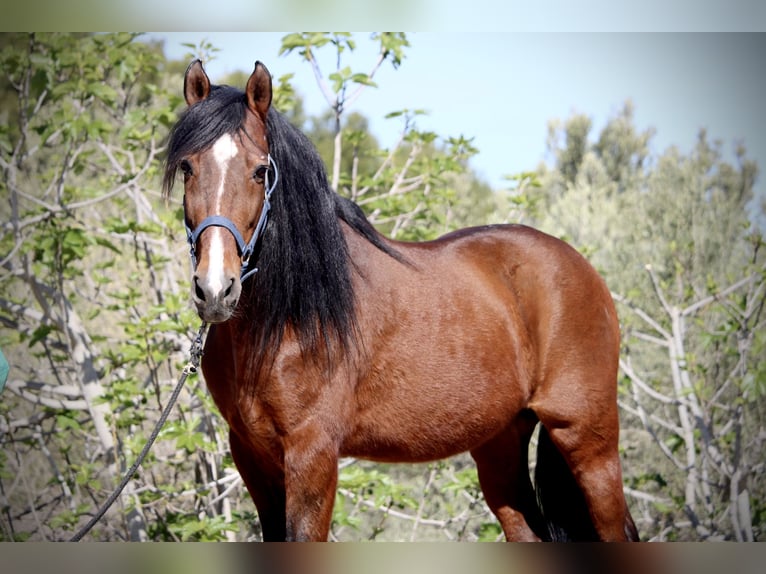 Andalusian Mix Gelding 16 years 15,2 hh Brown in Valencia