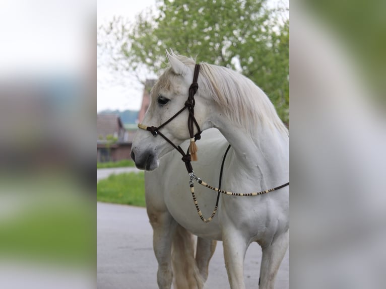 Andalusian Gelding 16 years 15.2 hh Grey in Nettetal