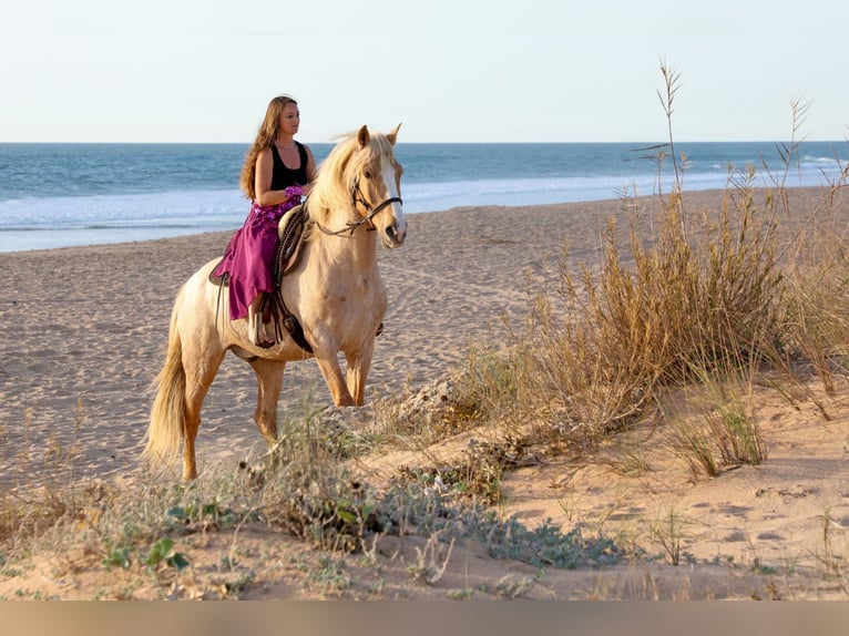 Andalusian Gelding 16 years 15,2 hh Palomino in San Ambrosio