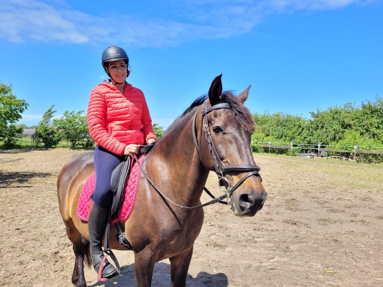 Andalusian Gelding 16 years 15,2 hh Bay-Dark in Jabbeke