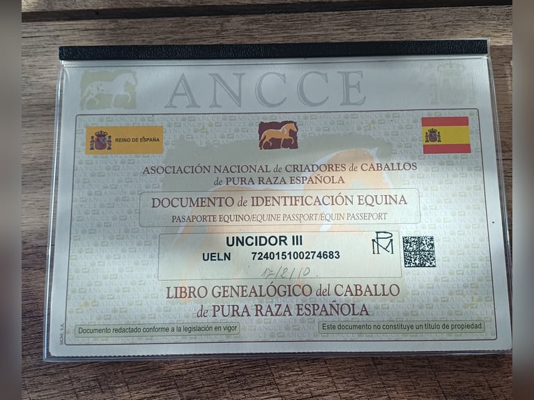 Andalusian Gelding 16 years 15,2 hh Bay-Dark in Jabbeke