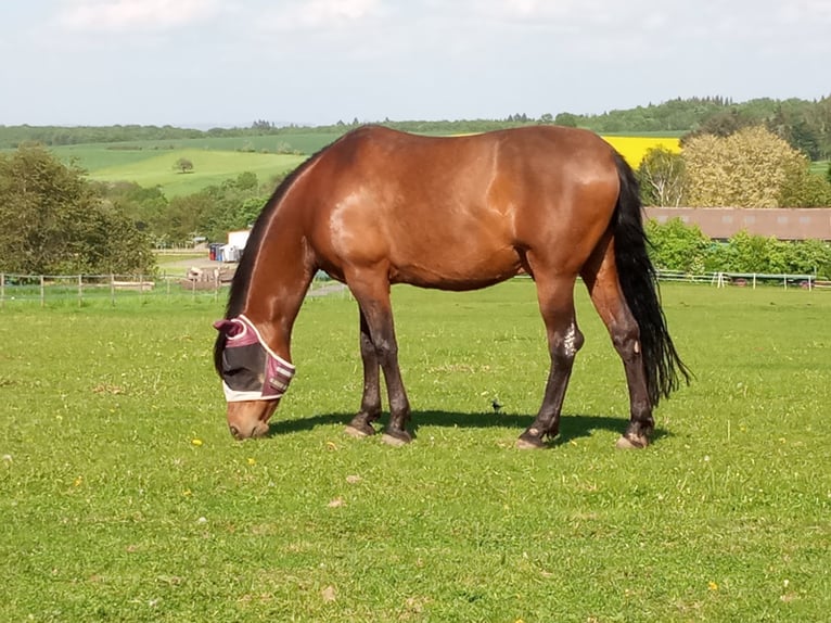 Andalusian Mix Gelding 16 years 15,2 hh Brown in Wiesbaden