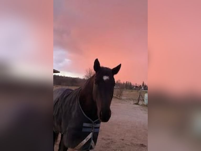 Andalusian Gelding 16 years 16 hh Black in M&#xFC;nchen