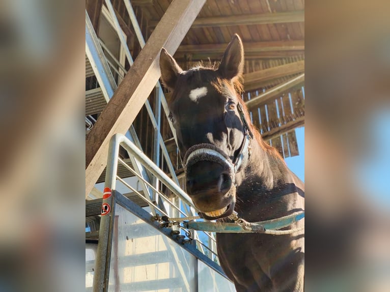 Andalusian Gelding 16 years 16 hh Black in M&#xFC;nchen