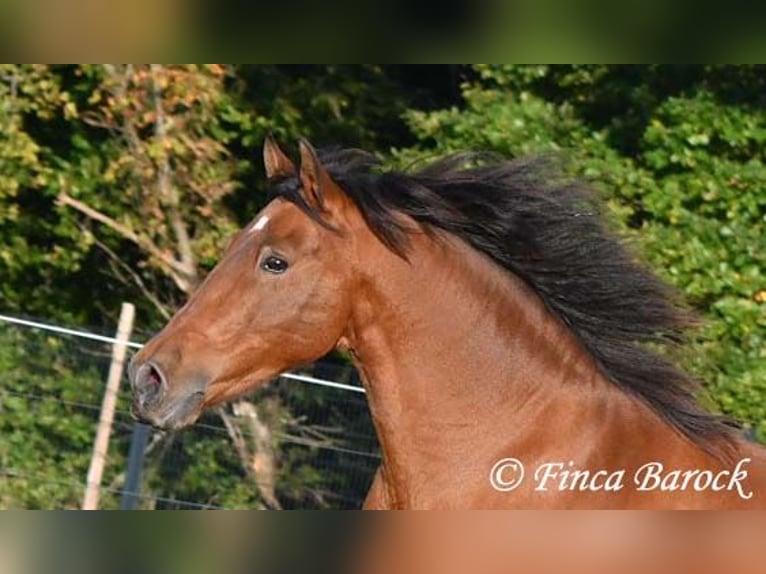 Andalusian Gelding 16 years 16 hh Brown in Wiebelsheim