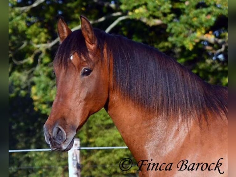 Andalusian Gelding 16 years 16 hh Brown in Wiebelsheim