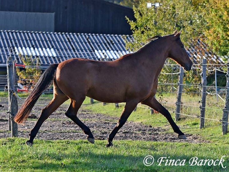 Andalusian Gelding 16 years 16 hh Brown in Wiebelsheim