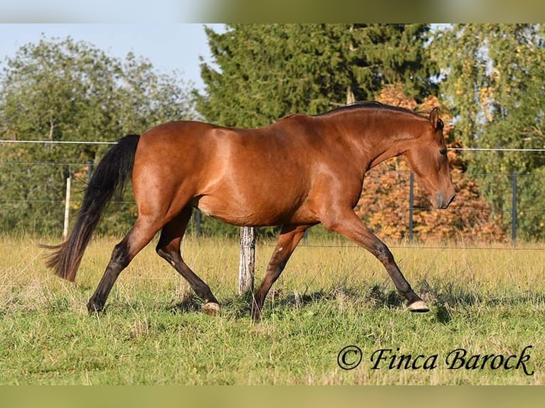 Andalusian Gelding 16 years 16 hh Brown in Wiebelsheim