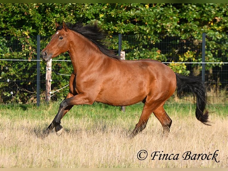 Andalusian Gelding 16 years 16 hh Brown in Wiebelsheim