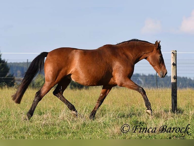 Andalusian Gelding 16 years 16 hh Brown in Wiebelsheim