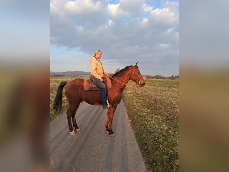 Andalusian Mix Gelding 16 years 16 hh Brown in Bad Sachsa