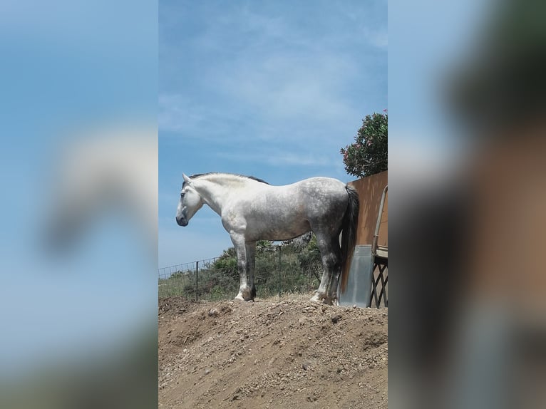 Andalusian Gelding 17 years 15,3 hh Gray in Casares