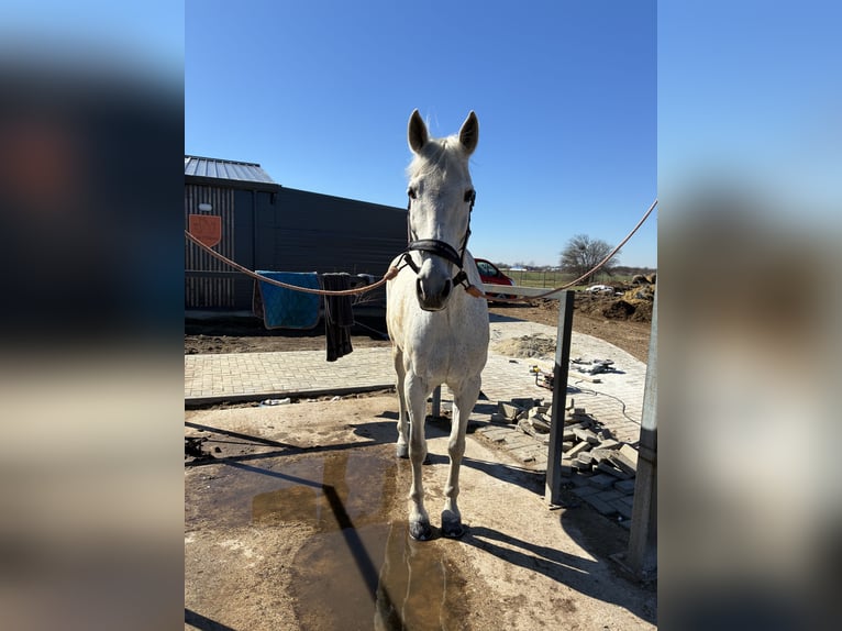 Andalusian Mix Gelding 17 years 16 hh Grey in Bucureşti 9