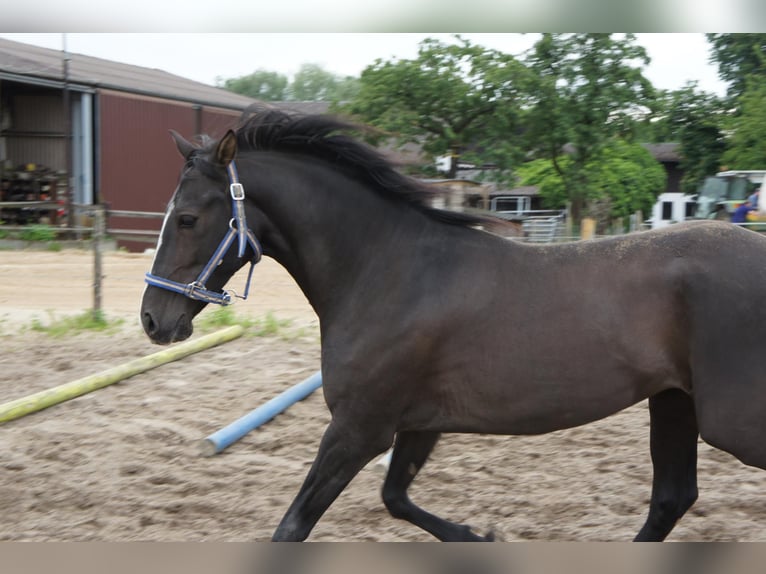 Andalusian Mix Gelding 19 years 15 hh Smoky-Black in Ratingen