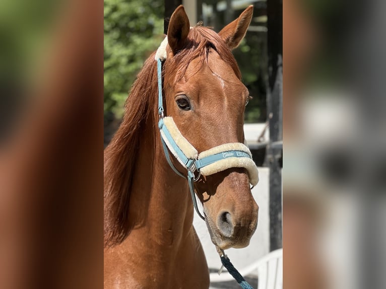 Andalusian Gelding 19 years 15,2 hh Chestnut-Red in Leverkusen