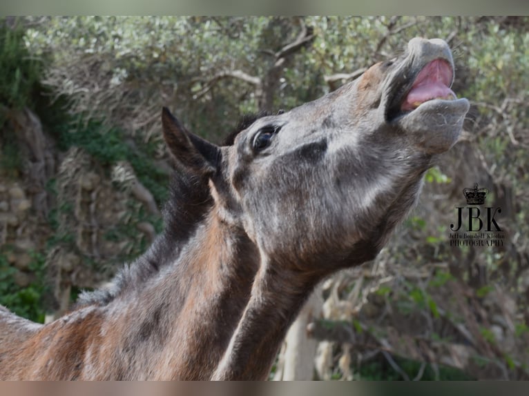 Andalusian Gelding 1 year 14,3 hh Gray in Tabernas Almeria