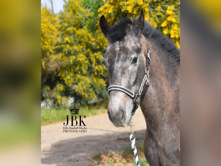 Andalusian Gelding 1 year 14,3 hh Gray in Tabernas Almeria