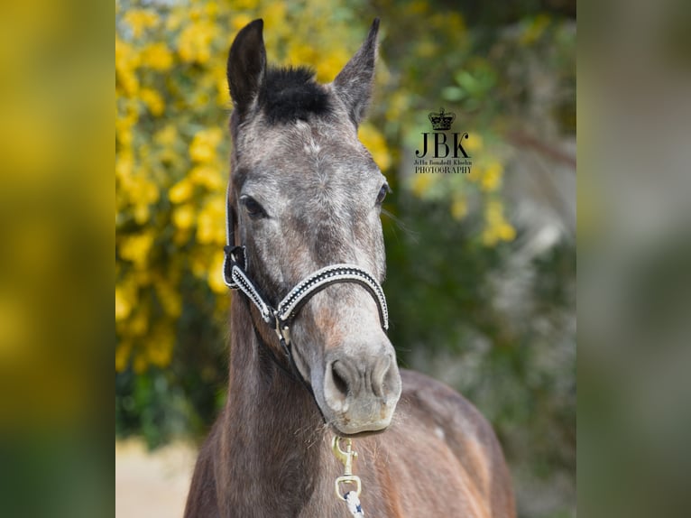 Andalusian Gelding 1 year 14,3 hh Gray in Tabernas Almeria