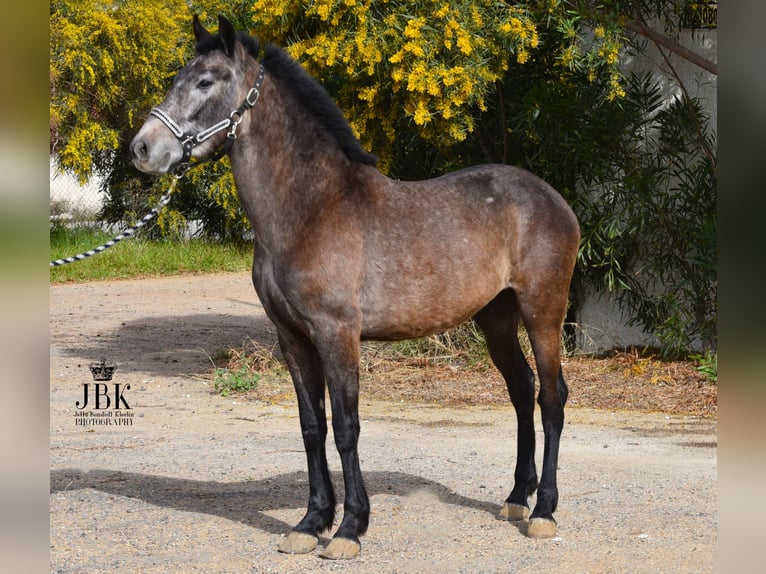 Andalusian Gelding 1 year 14,3 hh Gray in Tabernas Almeria