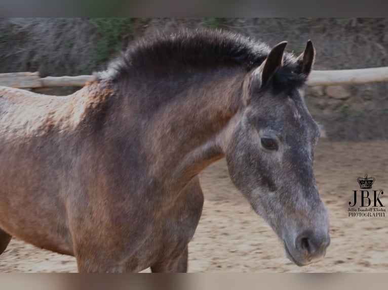 Andalusian Gelding 1 year 14,3 hh Gray in Tabernas Almeria