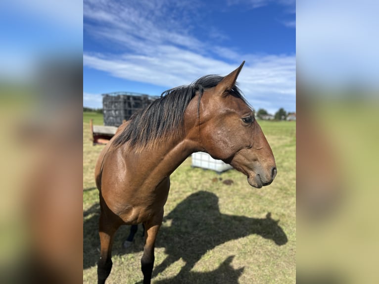 Andalusian Gelding 1 year 15,2 hh Brown in Ballenstedt