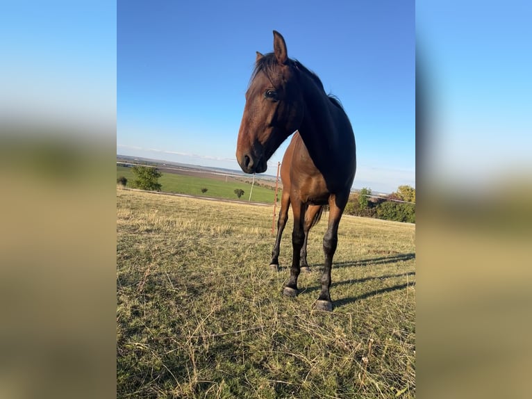 Andalusian Gelding 1 year 15,2 hh Brown in Ballenstedt