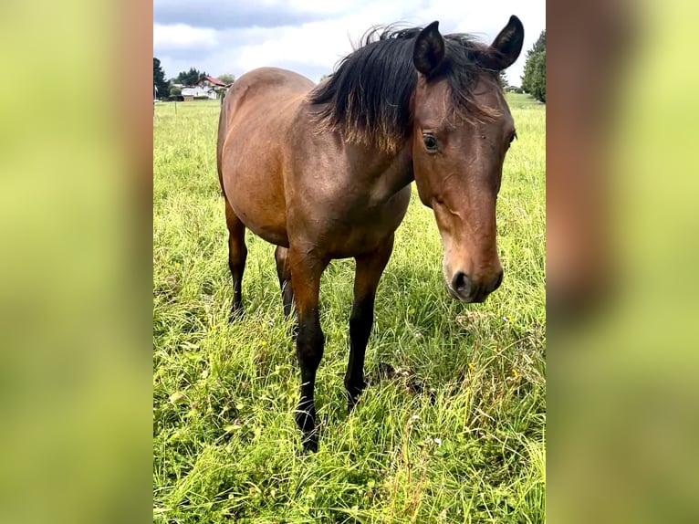 Andalusian Gelding 1 year 15,2 hh Brown in Ballenstedt