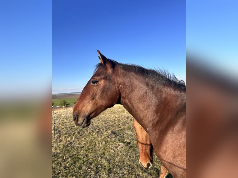 Andalusian Gelding 1 year 15,2 hh Brown in Ballenstedt