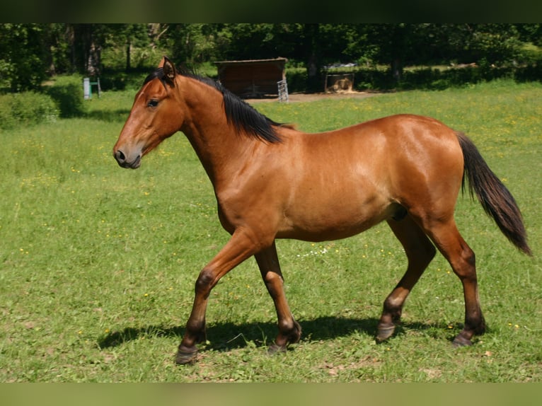 Andalusian Gelding 1 year Brown-Light in commentry