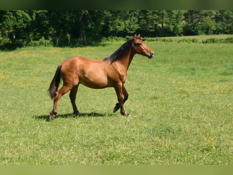 Andalusian Gelding 1 year Brown-Light in commentry