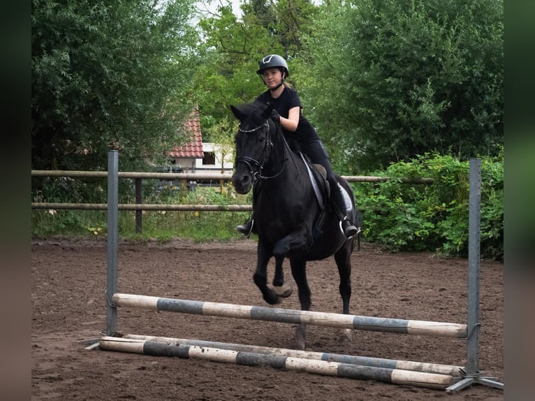 Andalusian Mix Gelding 20 years 15,2 hh Black in Renkum