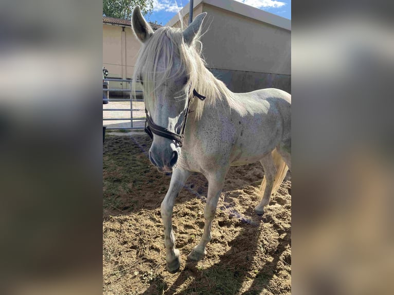 Andalusian Gelding 21 years Grey in Herzberg