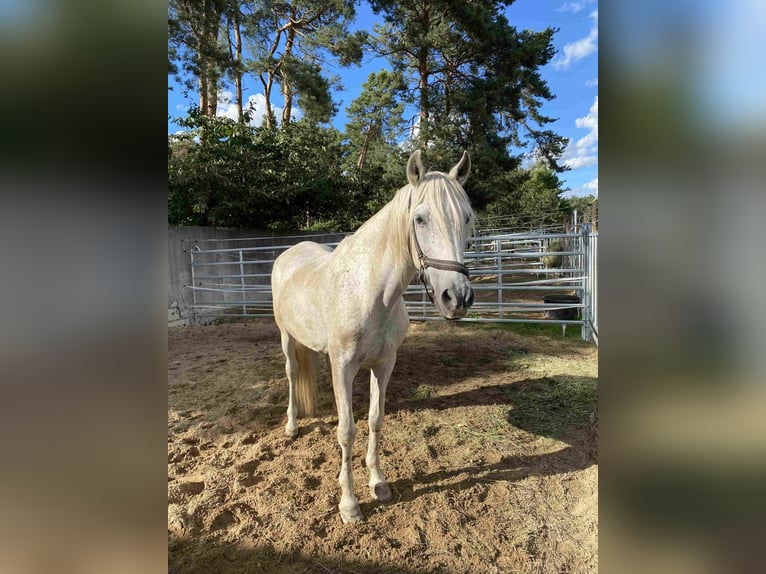 Andalusian Gelding 21 years Grey in Herzberg