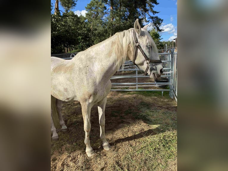 Andalusian Gelding 21 years Grey in Herzberg