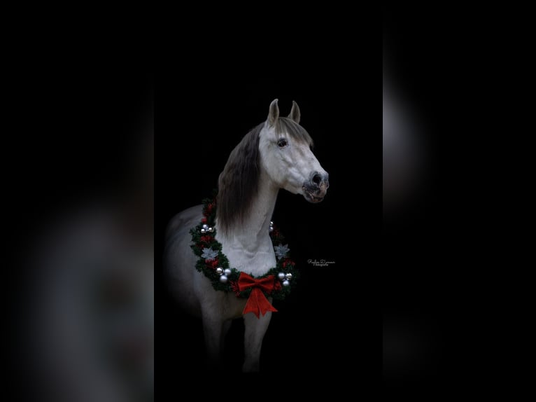 Andalusian Gelding 22 years 15,2 hh Gray in Belfeld